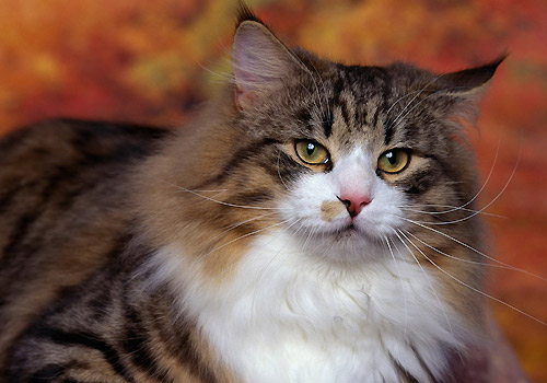 ‘太阳成集团tyc7111cc’长城保护联盟今天在北京慕田峪长城景区召开成立大会(图3) 太阳成集团tyc7111cc