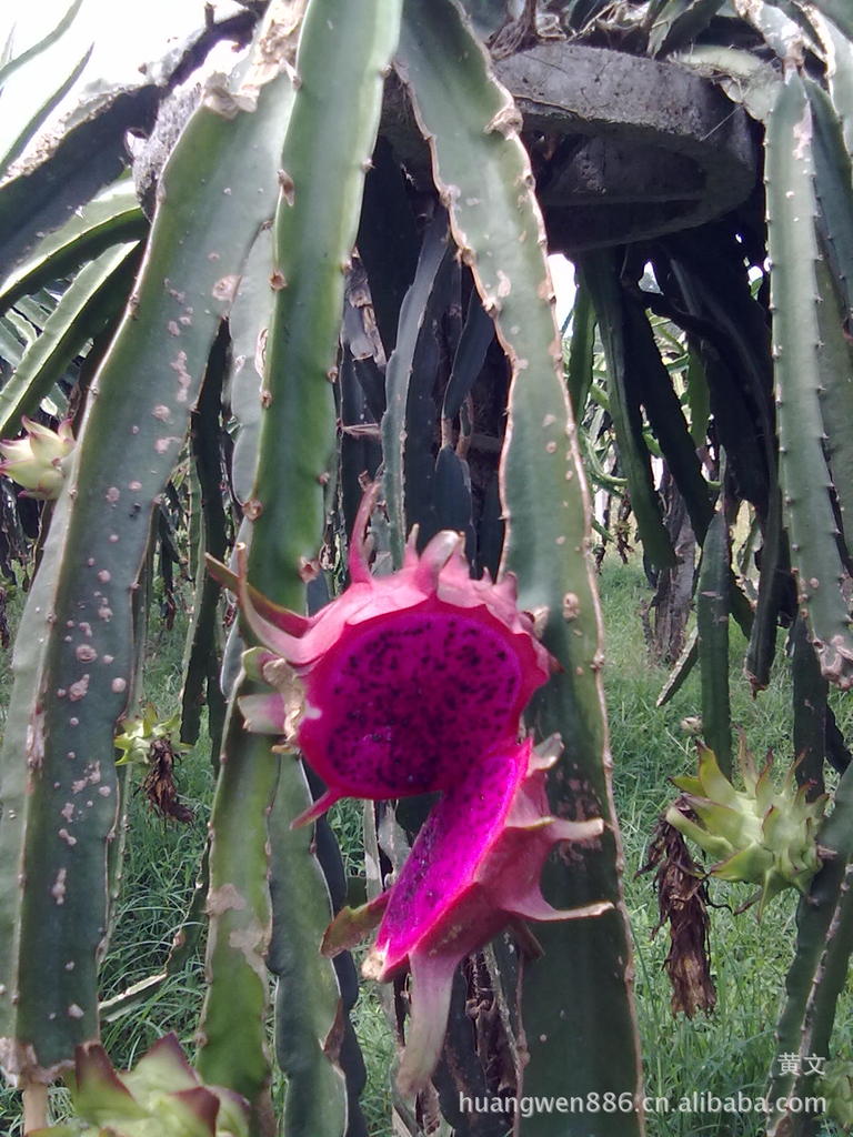 太阳成集团tyc7111cc