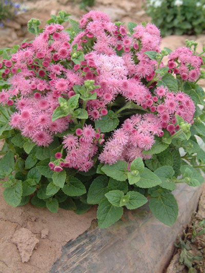 太阳成集团tyc7111cc