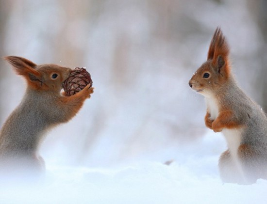 太阳成集团tyc7111cc_大雪封山,南武当滑雪场全员出动,疏通出行之路(图1) 太阳成集团tyc7111cc