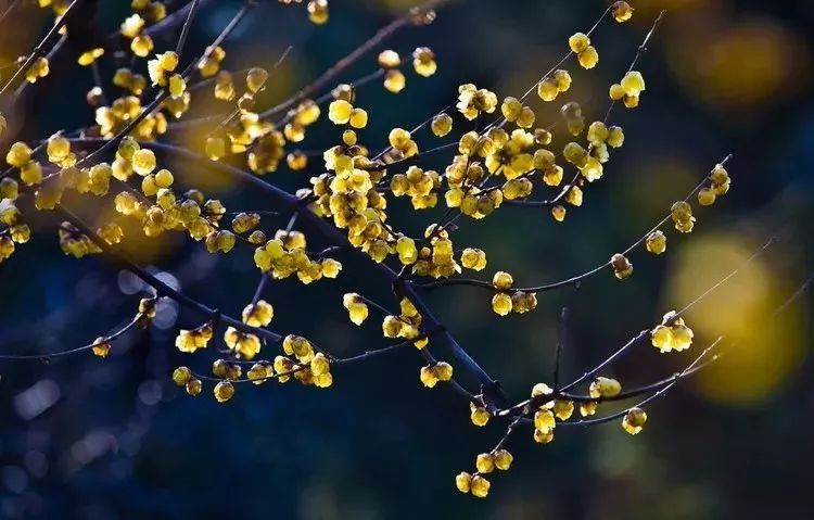 太阳成集团tyc7111cc