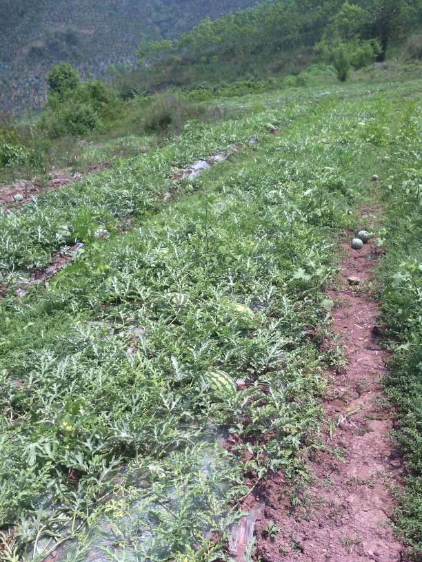 太阳成集团tyc7111cc